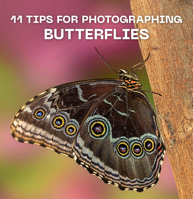 11 Tips for Photographing Butterflies