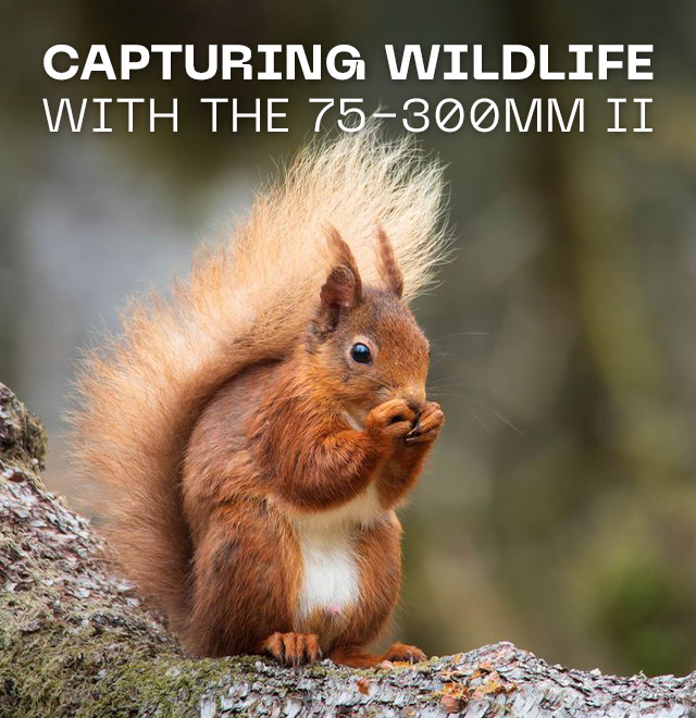 Capturing Wildlife with the 75-300mm II