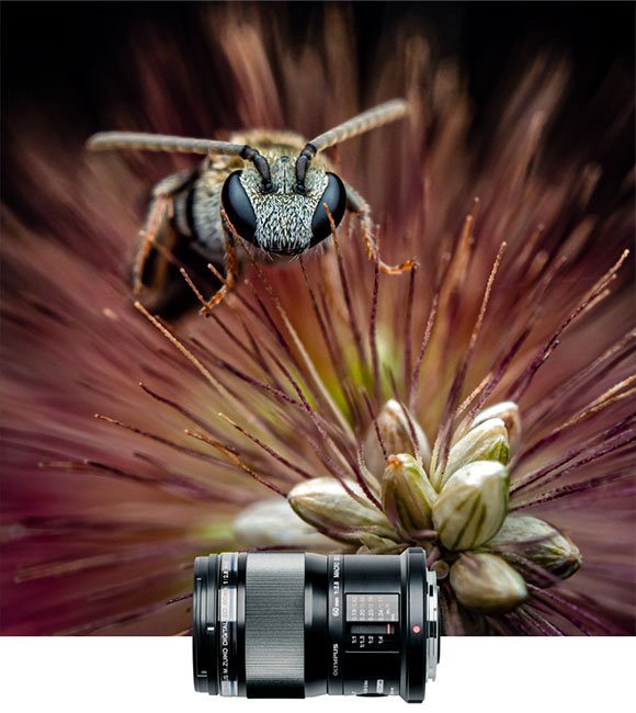 60mm Macro - Fly