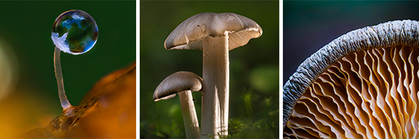 Mushroom Photos