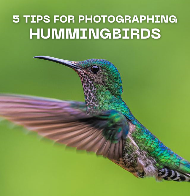 5 Tips for Photographing Hummingbirds