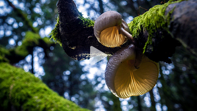 Mushroom Tips
