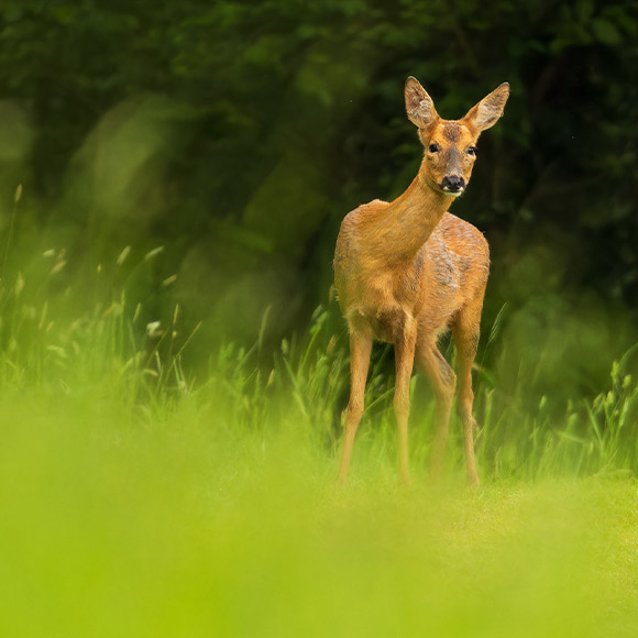 Wildlife Sample