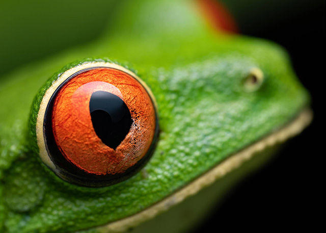 Macro in Costa Rica