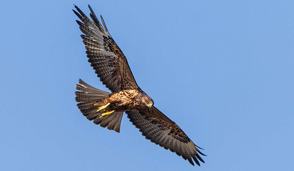 Bird Photography