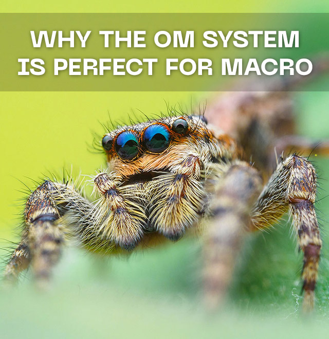 Why the OM SYSTEM is Perfect for Macro