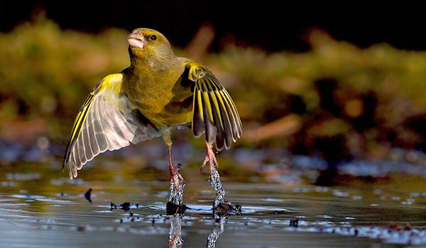 Pro Capture