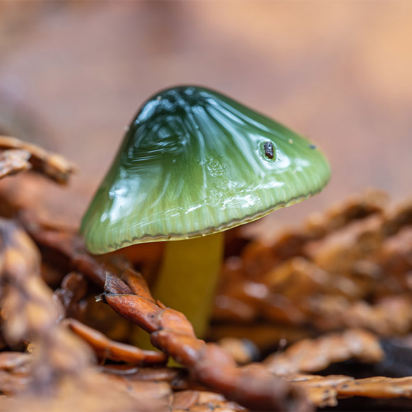 Mushroom Photo