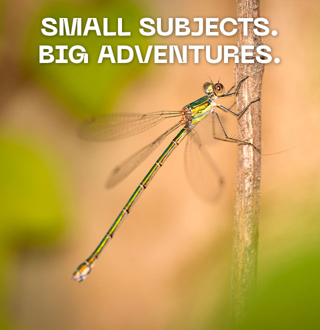 Small Subjects, Big Adventures