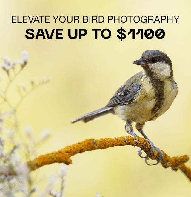 Elevate Your Bird Photography