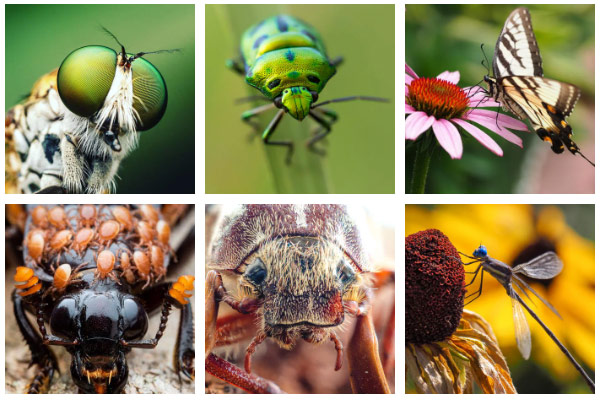 Insect Week Gallery