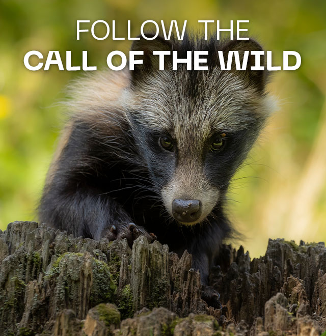 Follow the Call of the Wild
