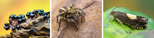 Macro Images