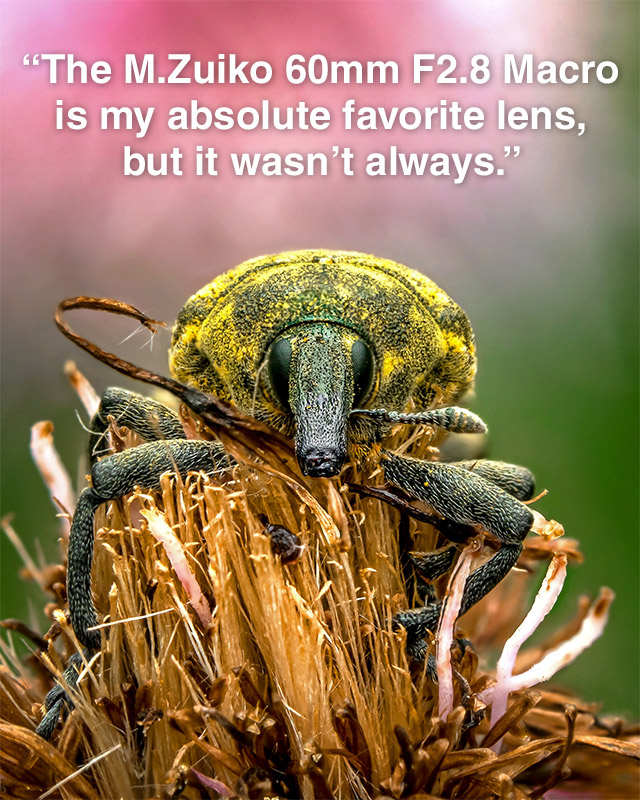 The M.Zuiko 60mm F2.8 Macro is my absolute favorite lens, but it wasn't always."