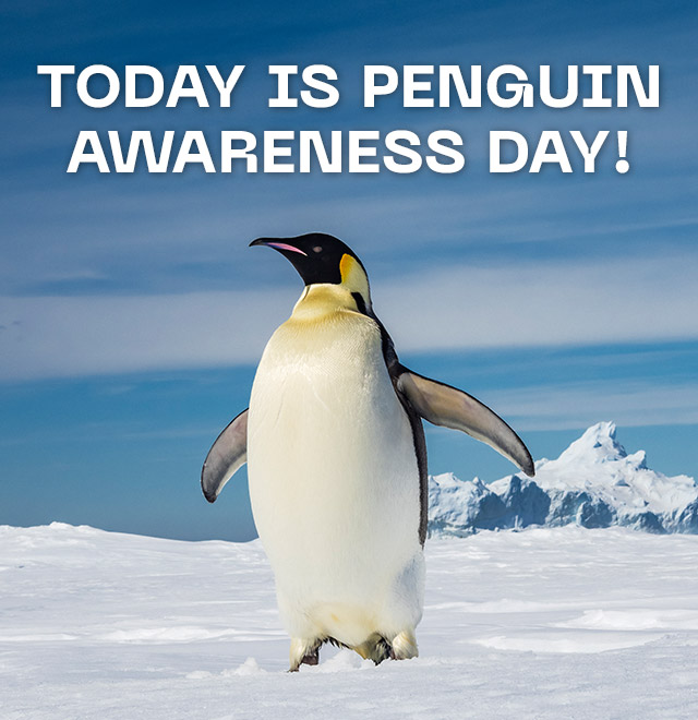 Penguin Awareness Day