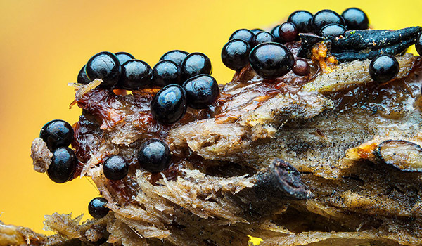 Macro Photo
