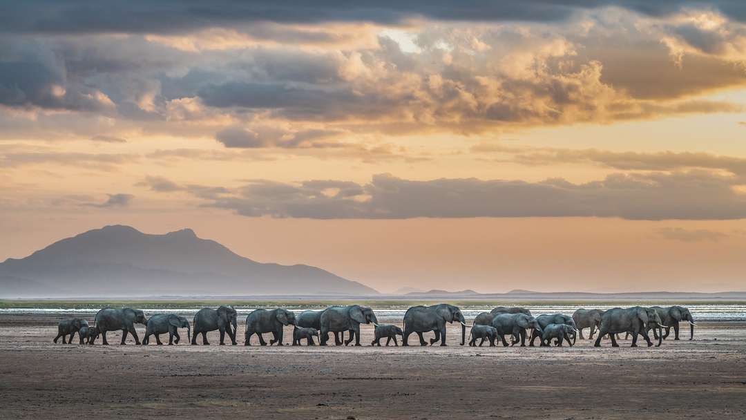 Safari Photo