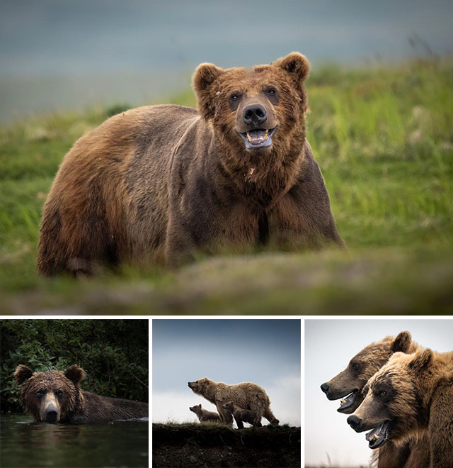 Bear Photos