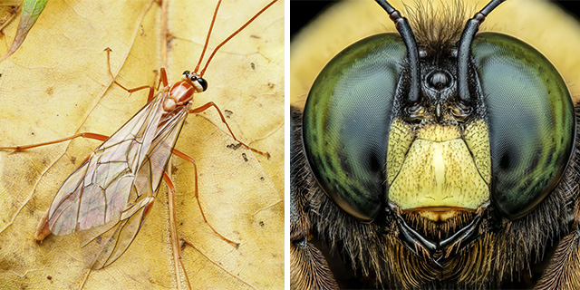 Insect Images