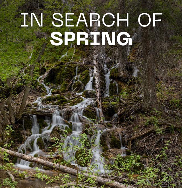 In Search of Spring