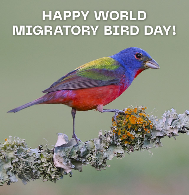 Happy World Migratory Bird Day